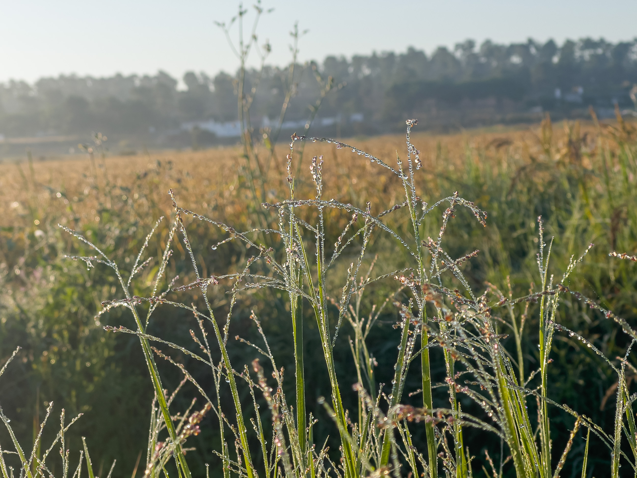 Dichtes hohes Gras mit funkelnden Tautropfen im feuchten Morgennebel
