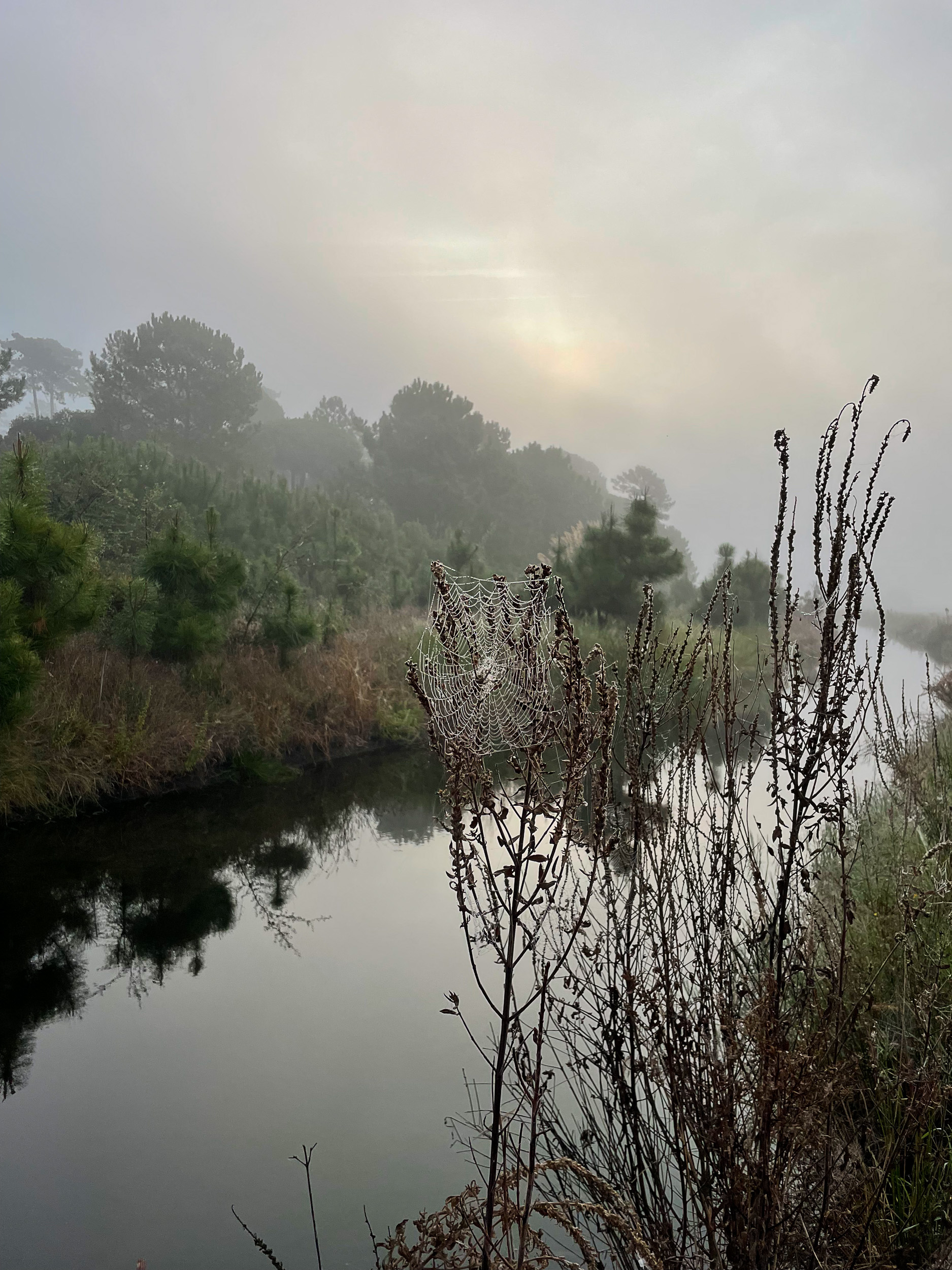 Eine mystische Stimmung am frühen Morgen mit dichtem Nebel über dem spiegelglatten Wasser