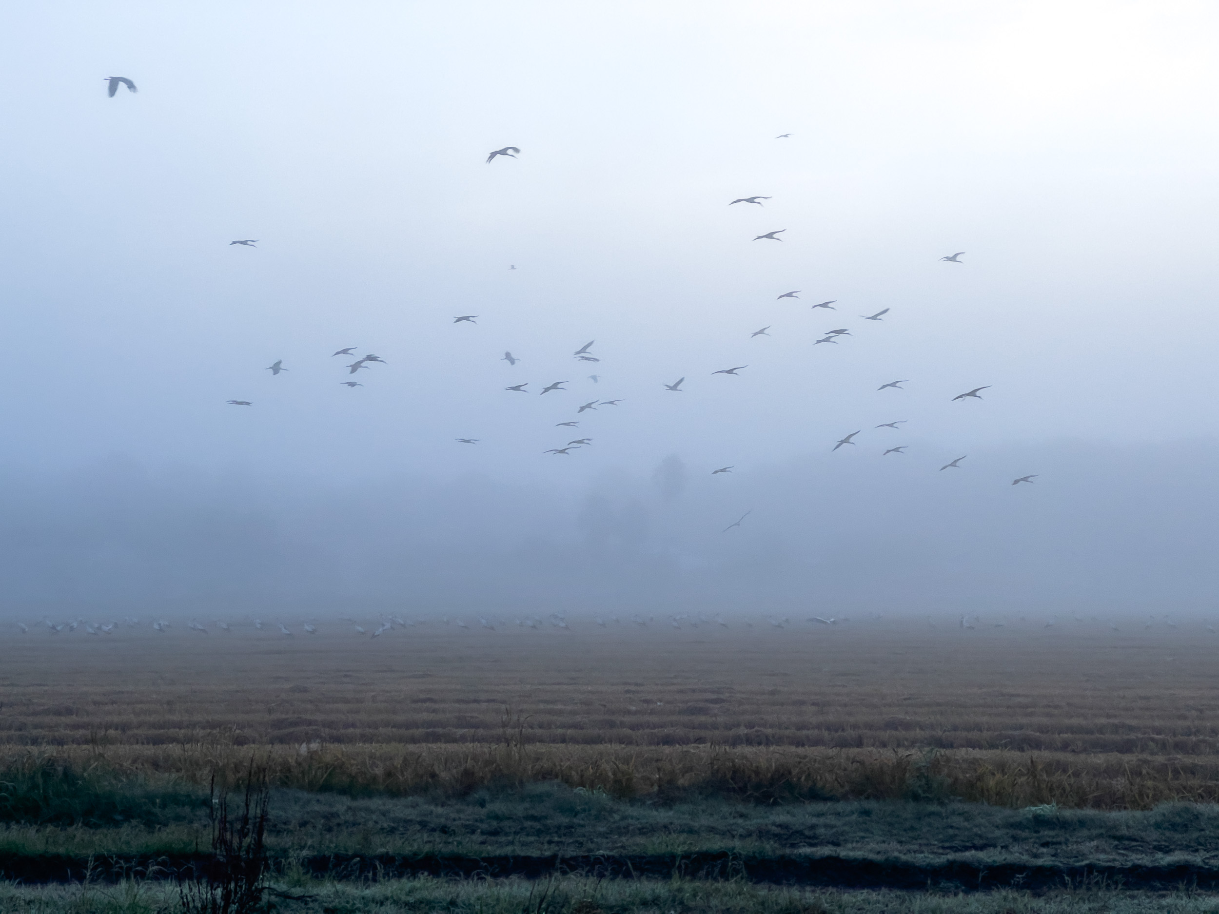 Ein großer Schwarm Störche fliegt über die ruhige, nebelverhangene Landschaft