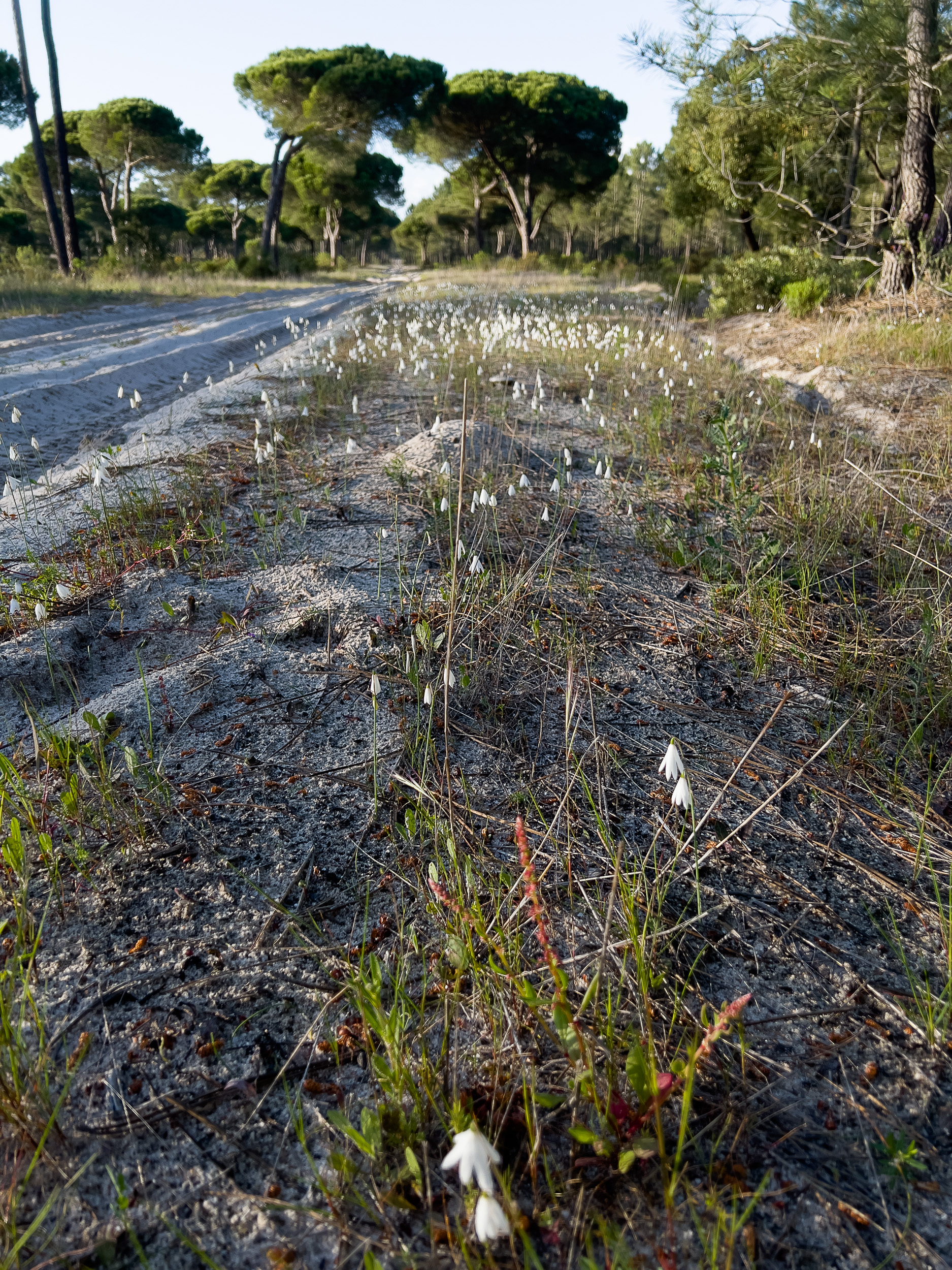 Detailaufnahme vom rauen, von Piniennadeln bedeckten Waldboden im Alentejo