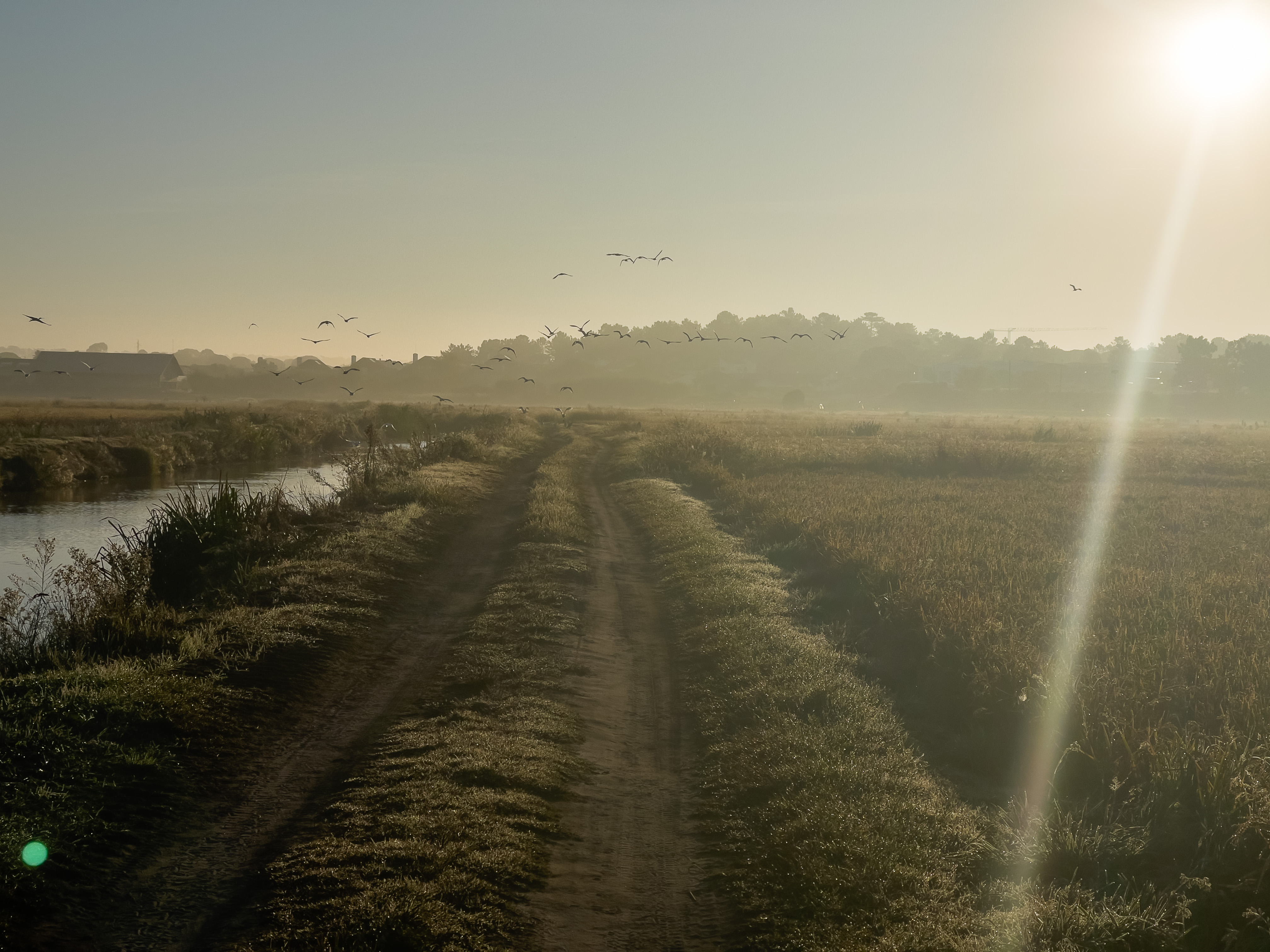Ein sandiger Feldweg durch die Reisfelder, der im goldenen Morgenlicht in die unendliche Weite führt