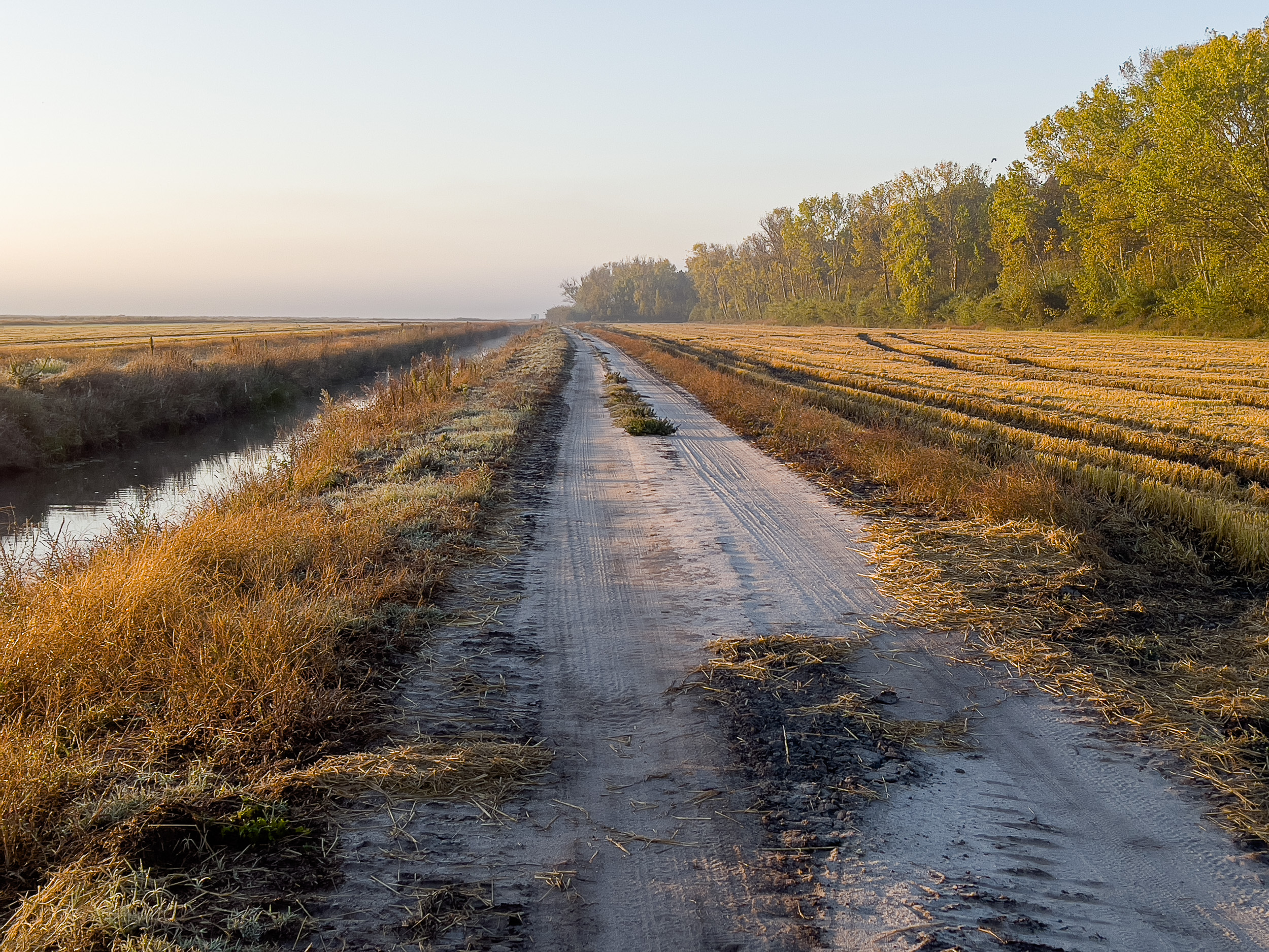 Campos de arroz planos e estruturados nos arredores da Comporta.