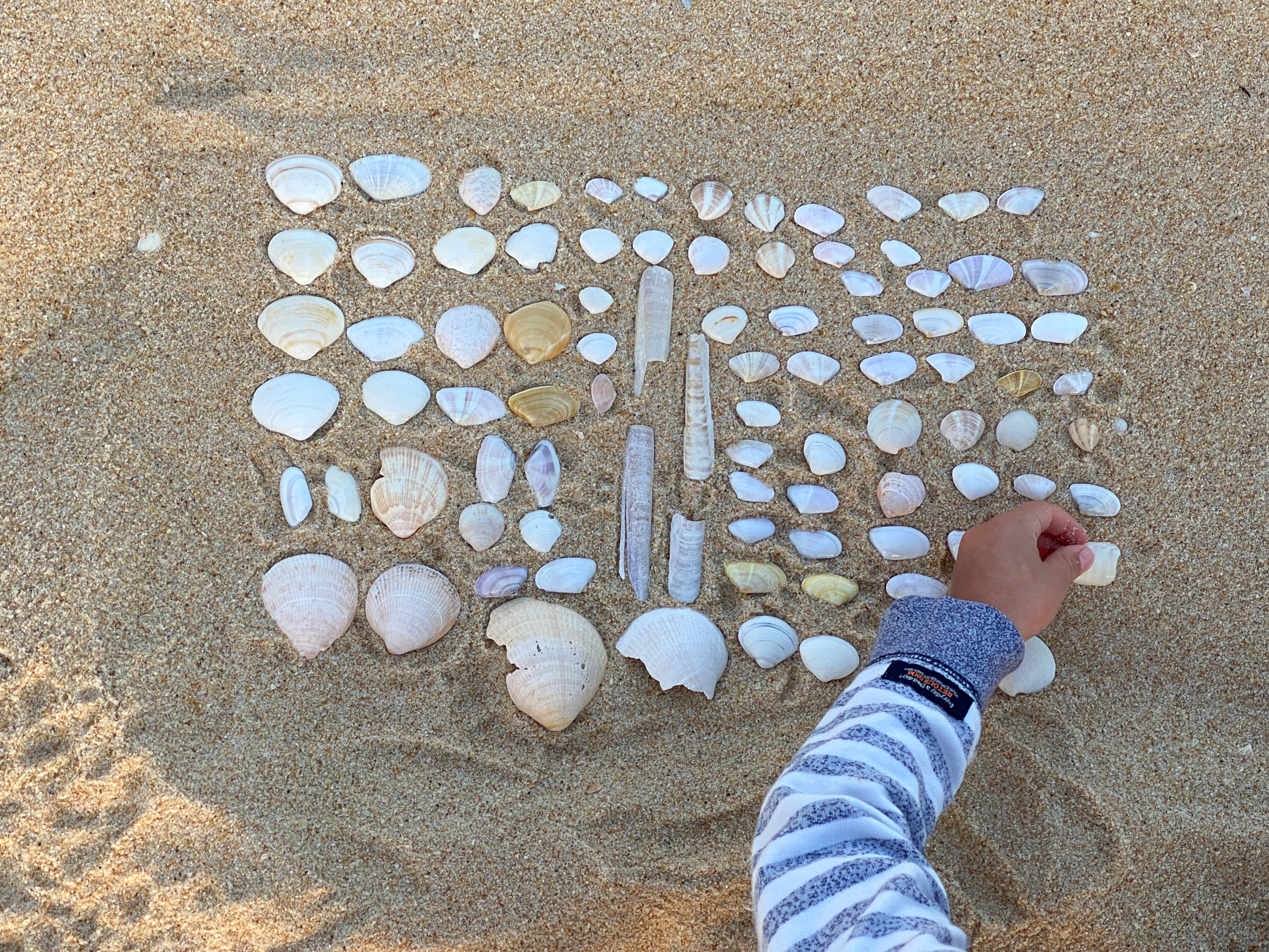 Une main d'enfant arrange de nombreux petits coquillages différents en un rectangle dans le sable.