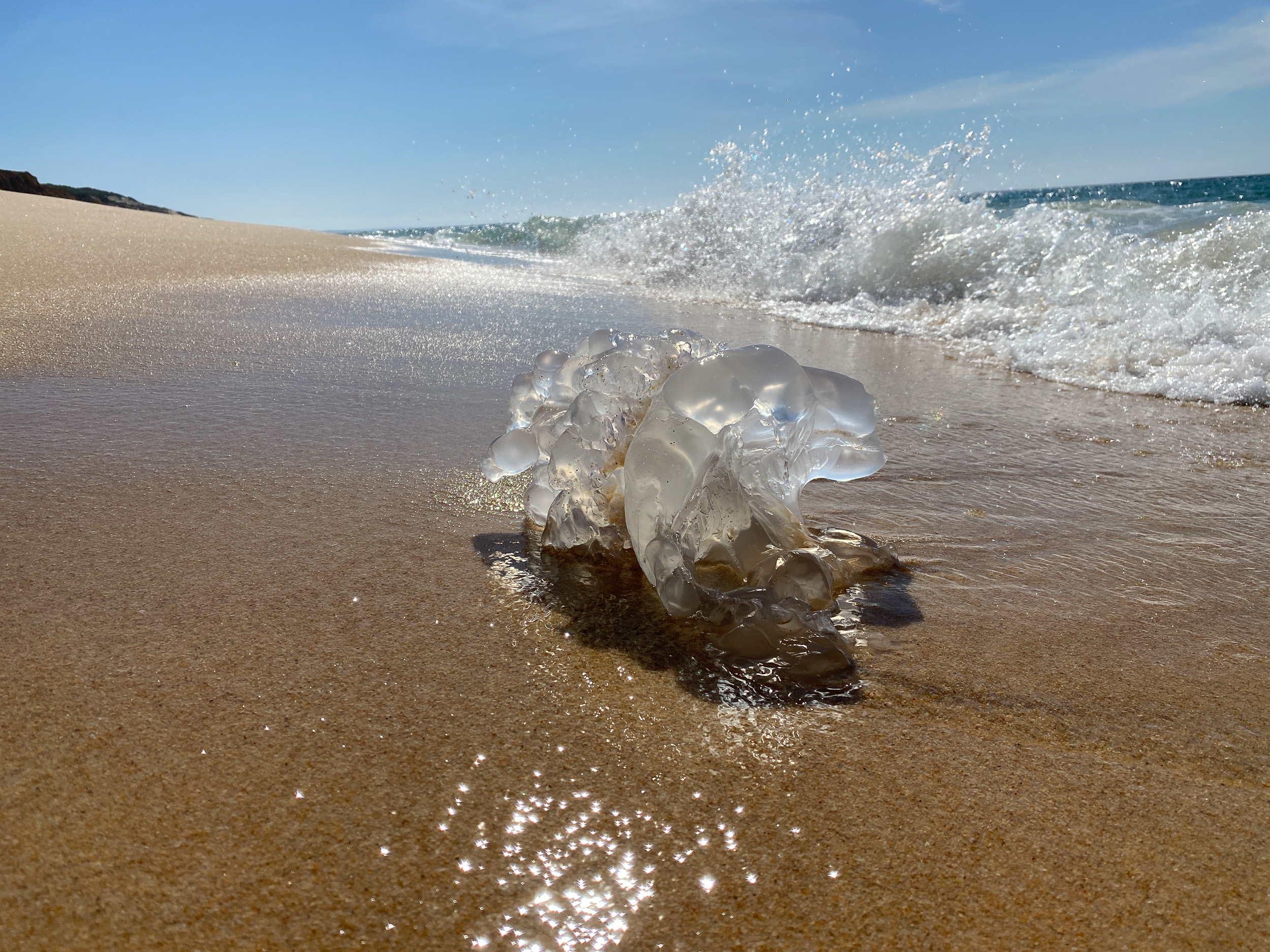 Une grande physalie translucide et bleutée est échouée comme épave dans le sable sur la plage.