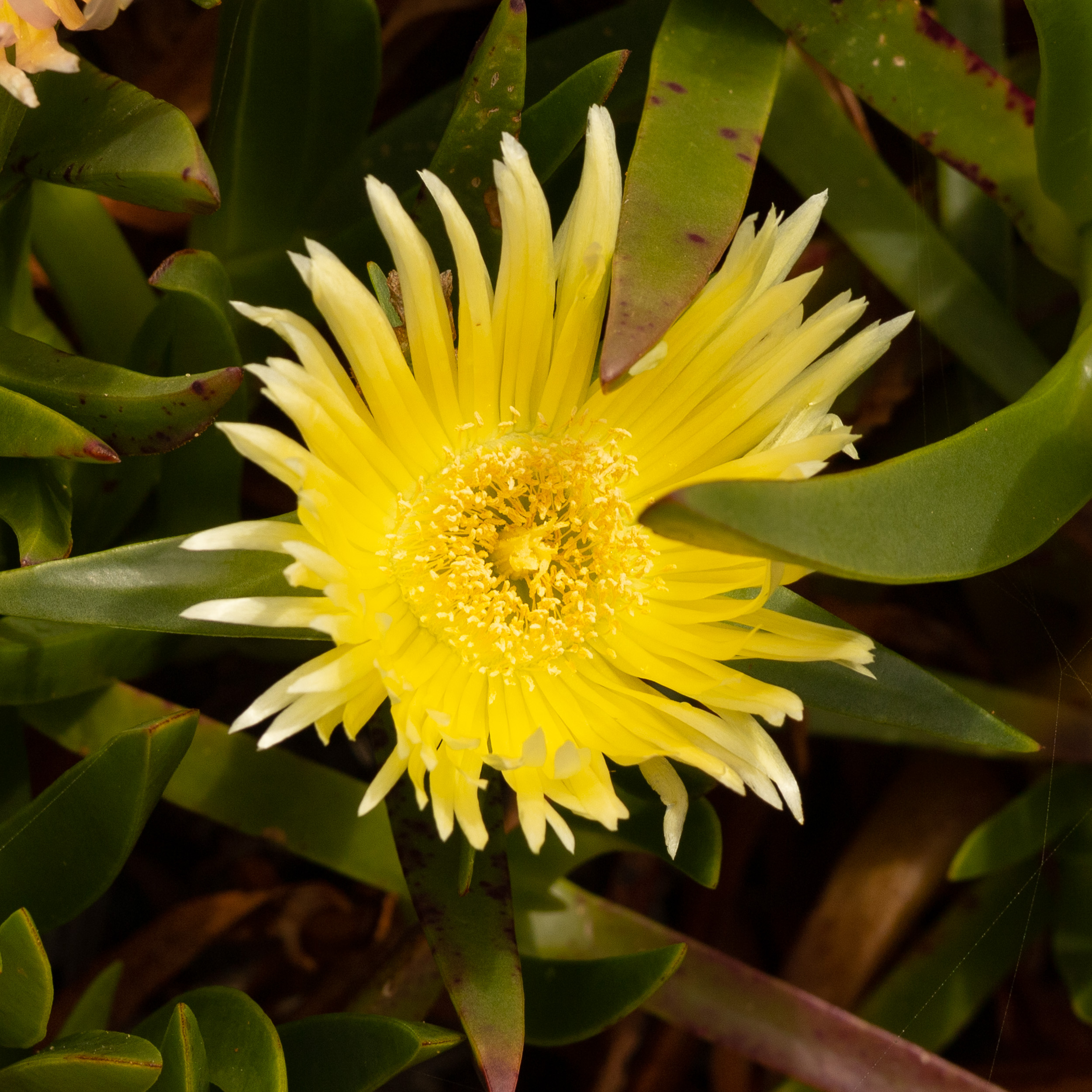 De petites fleurs jaunes fleurissent directement du sol sablonneux aride avec pour toile de fond les falaises de pierre massives.