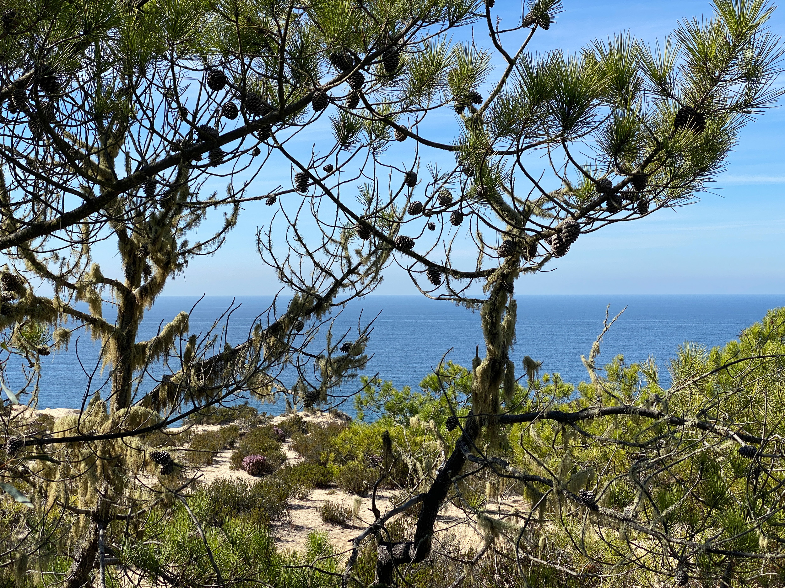 Un chemin côtier tranquille encadré de pins, à travers les troncs desquels l'océan d'un bleu doux scintille en arrière-plan.