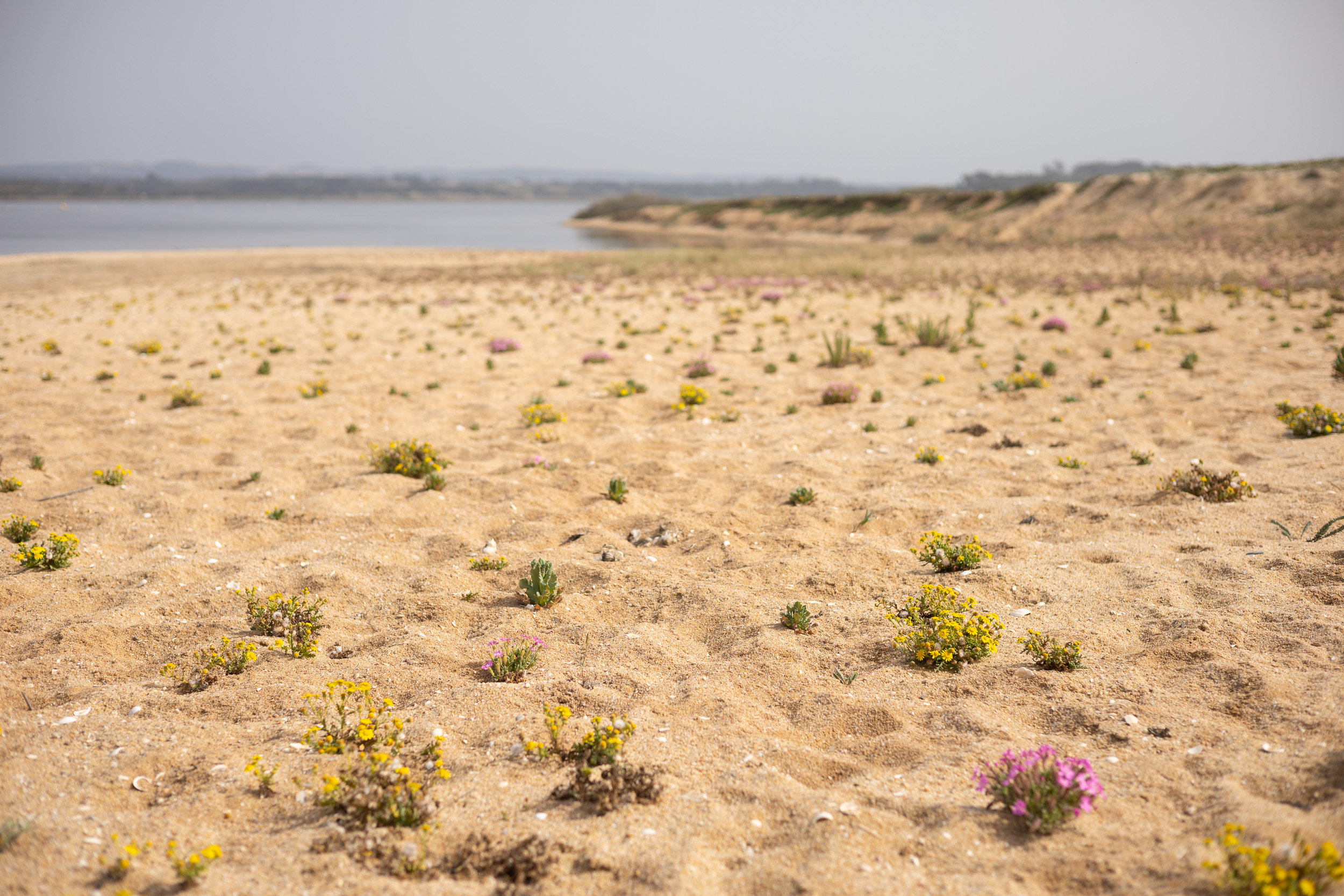 Un chemin étroit mène à travers la dense végétation côtière verdoyante au bord de la lagune.