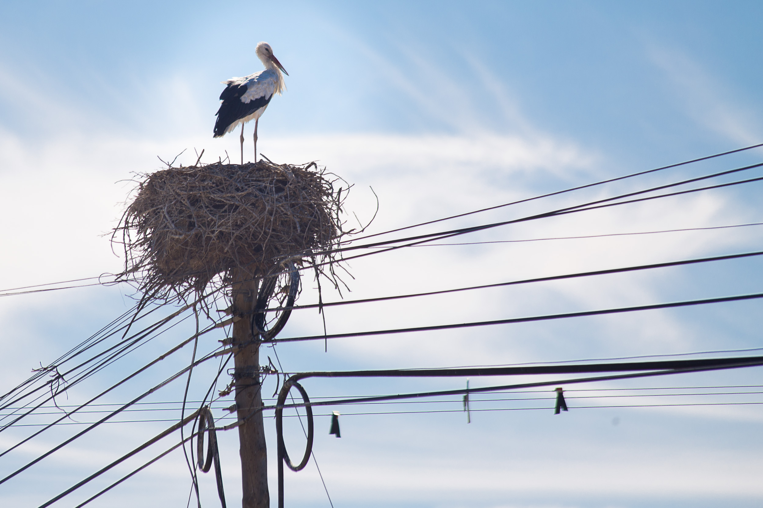 Ein einzelner Storch ruht in seinem Nest auf einem Holzstrommast vor einem bewölkten Himmel