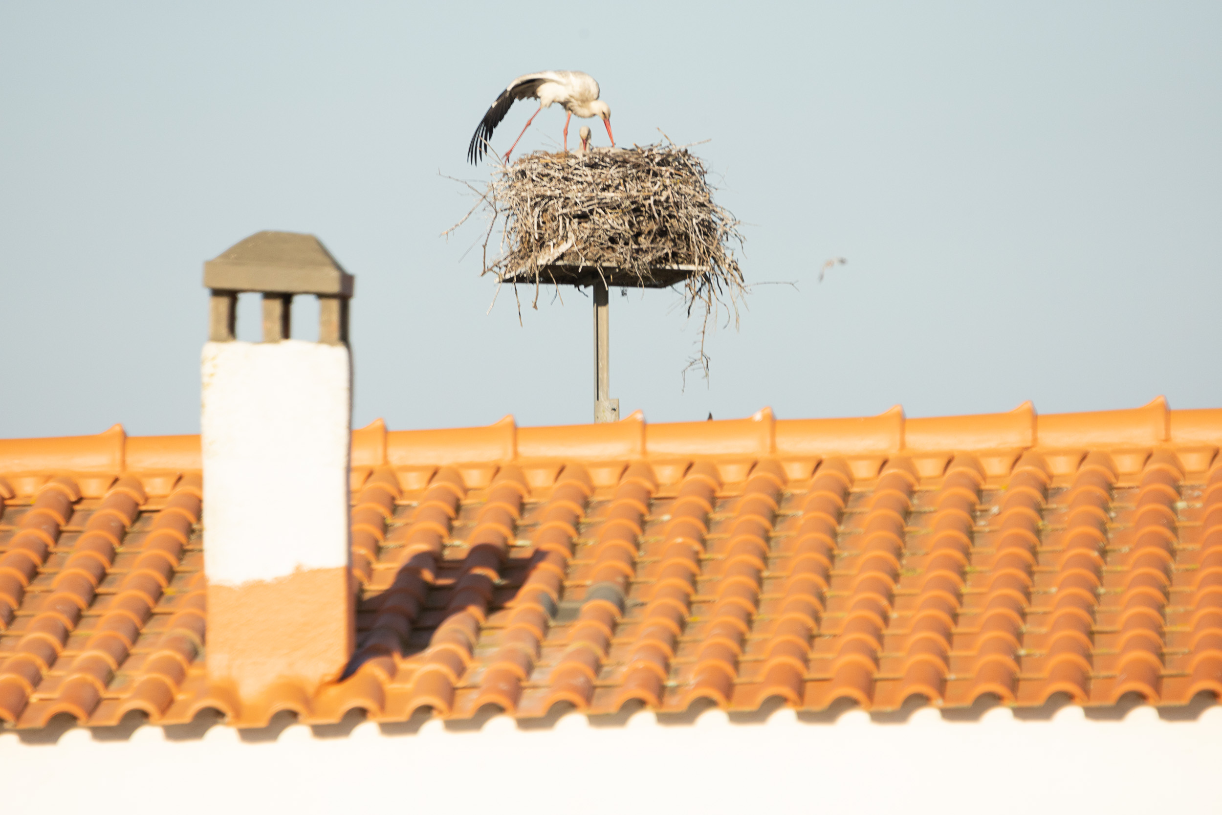 Zwei Störche kümmern sich um ihr Nest auf einer erhöhten Plattform hinter einem Ziegeldach