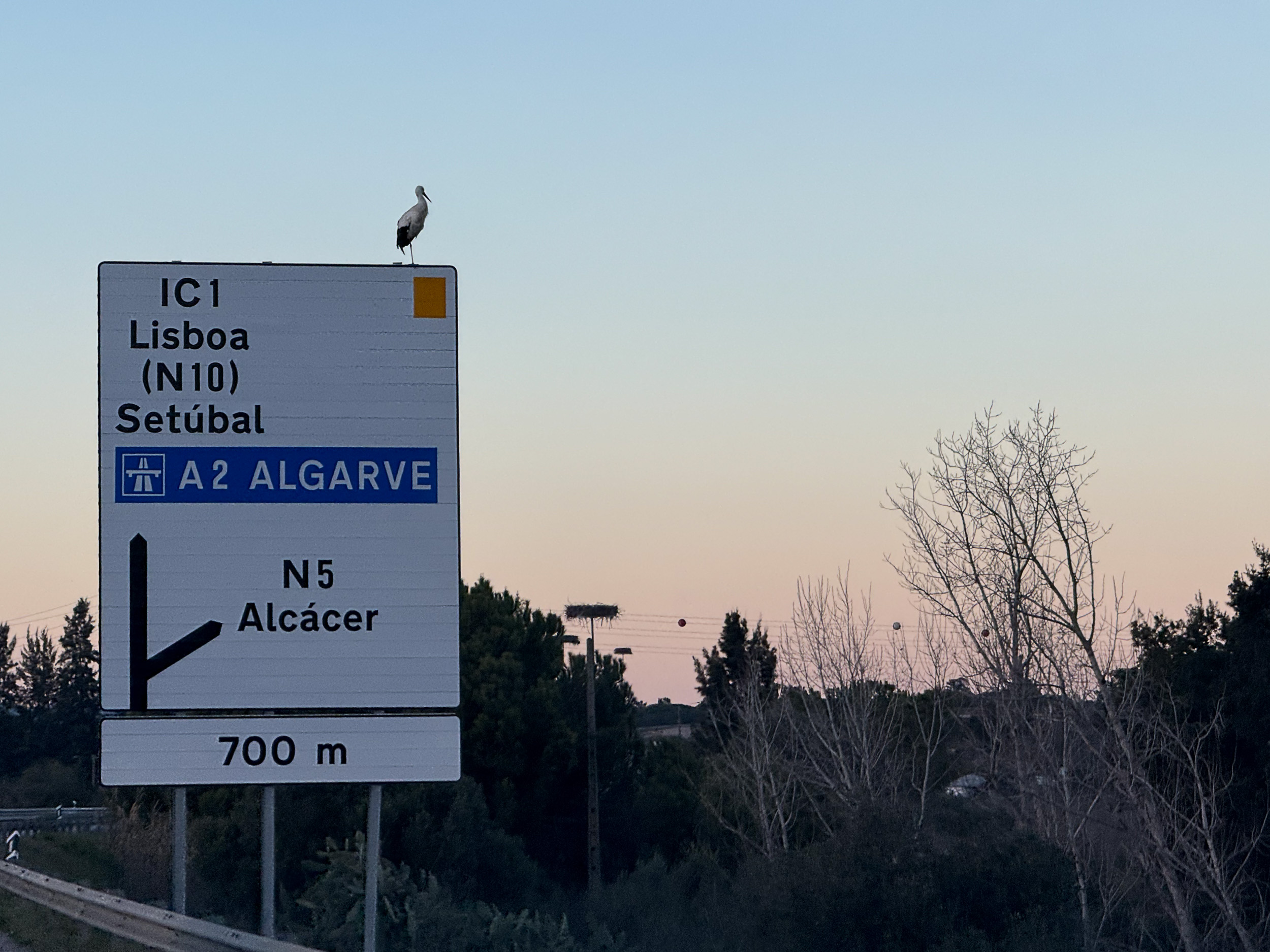 Ein einzelner Storch steht am Abend auf einem Autobahnschild Richtung A2 Algarve und Alcácer