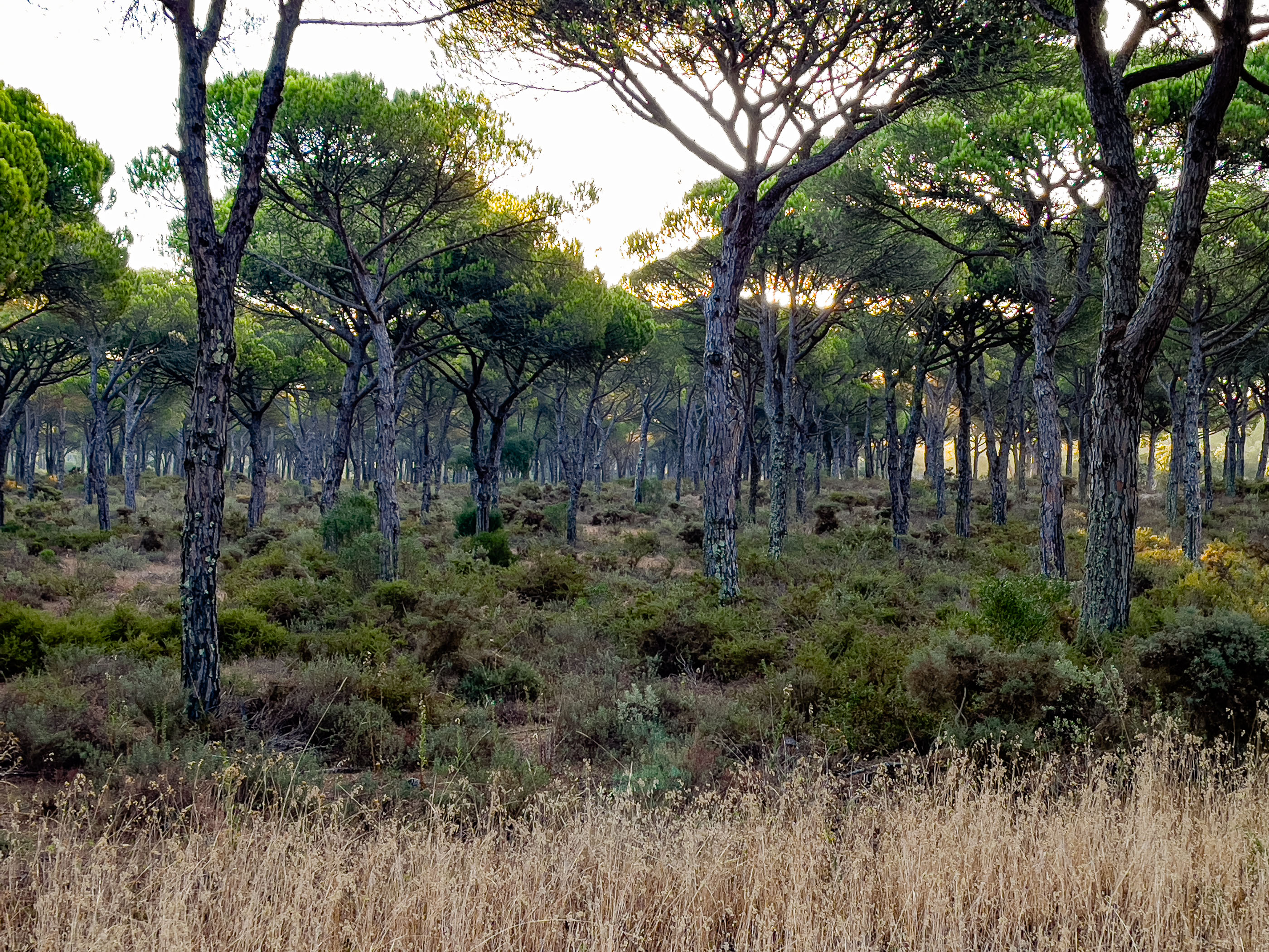 Comporta Hinterland