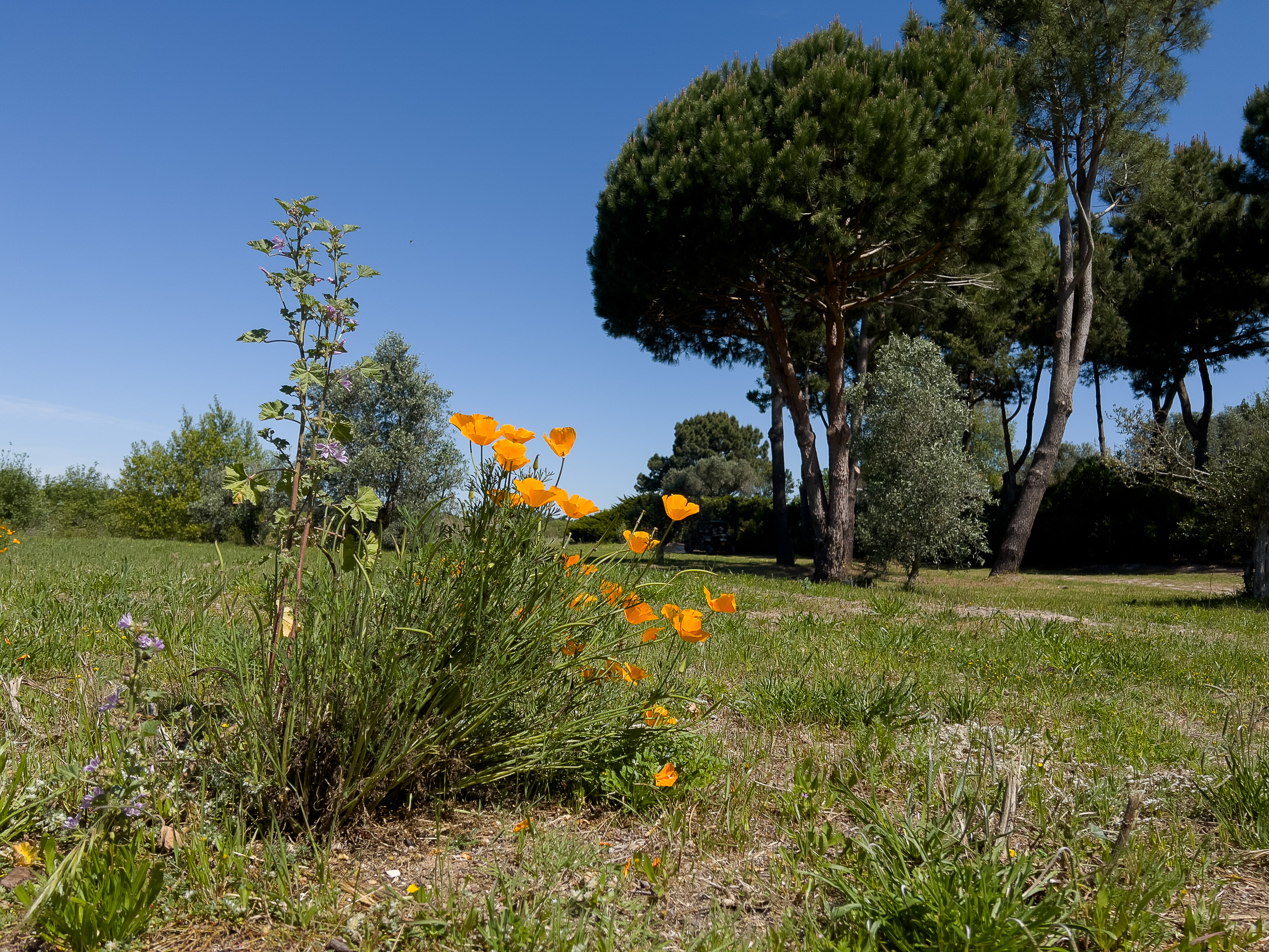 Orangefarbene Wildblumen blühen auf einer grünen Wiese vor großen Pinienbäumen unter blauem Himmel.