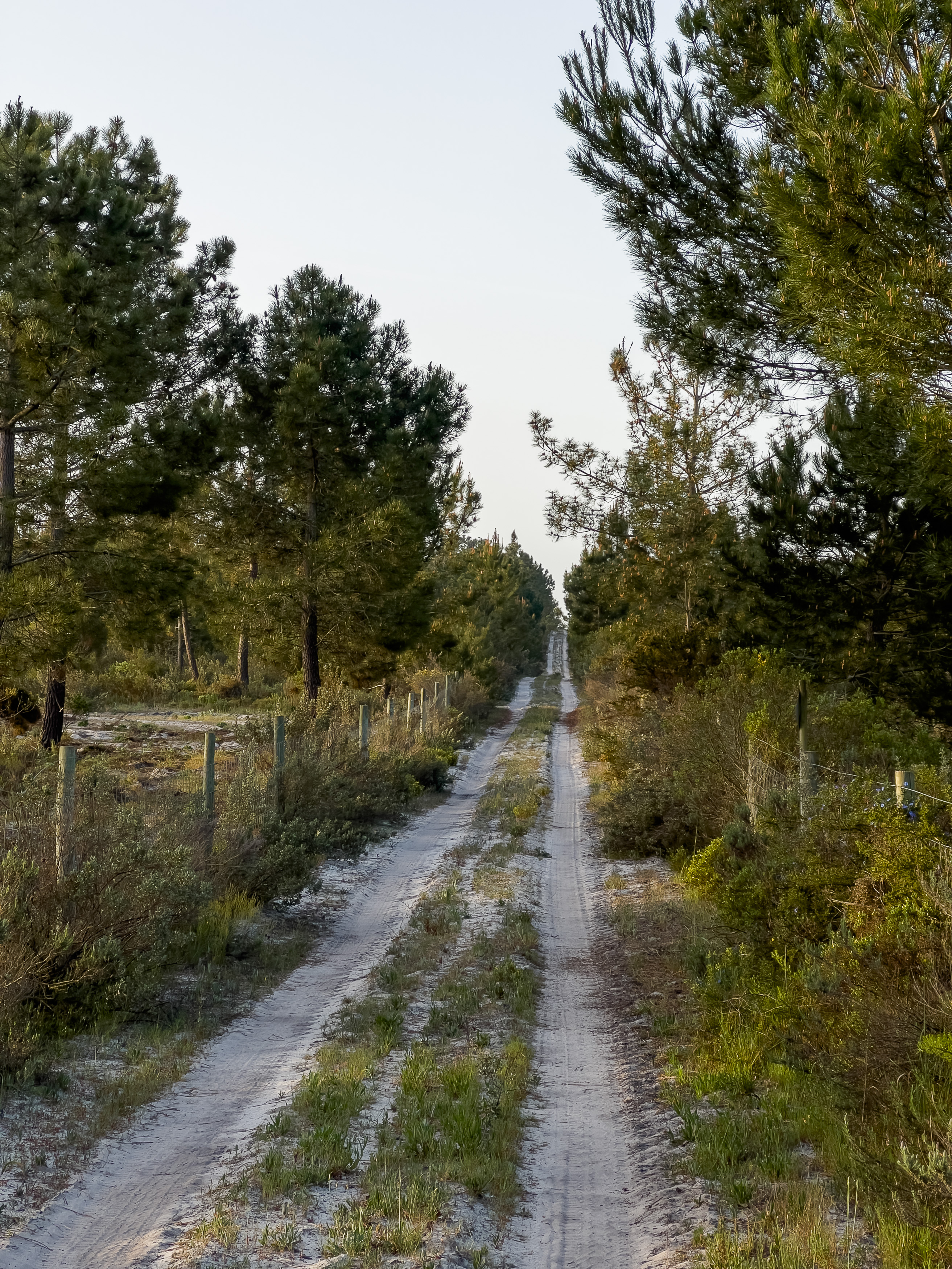 Ruhige Waldlandschaft in Comporta mit Pinien.