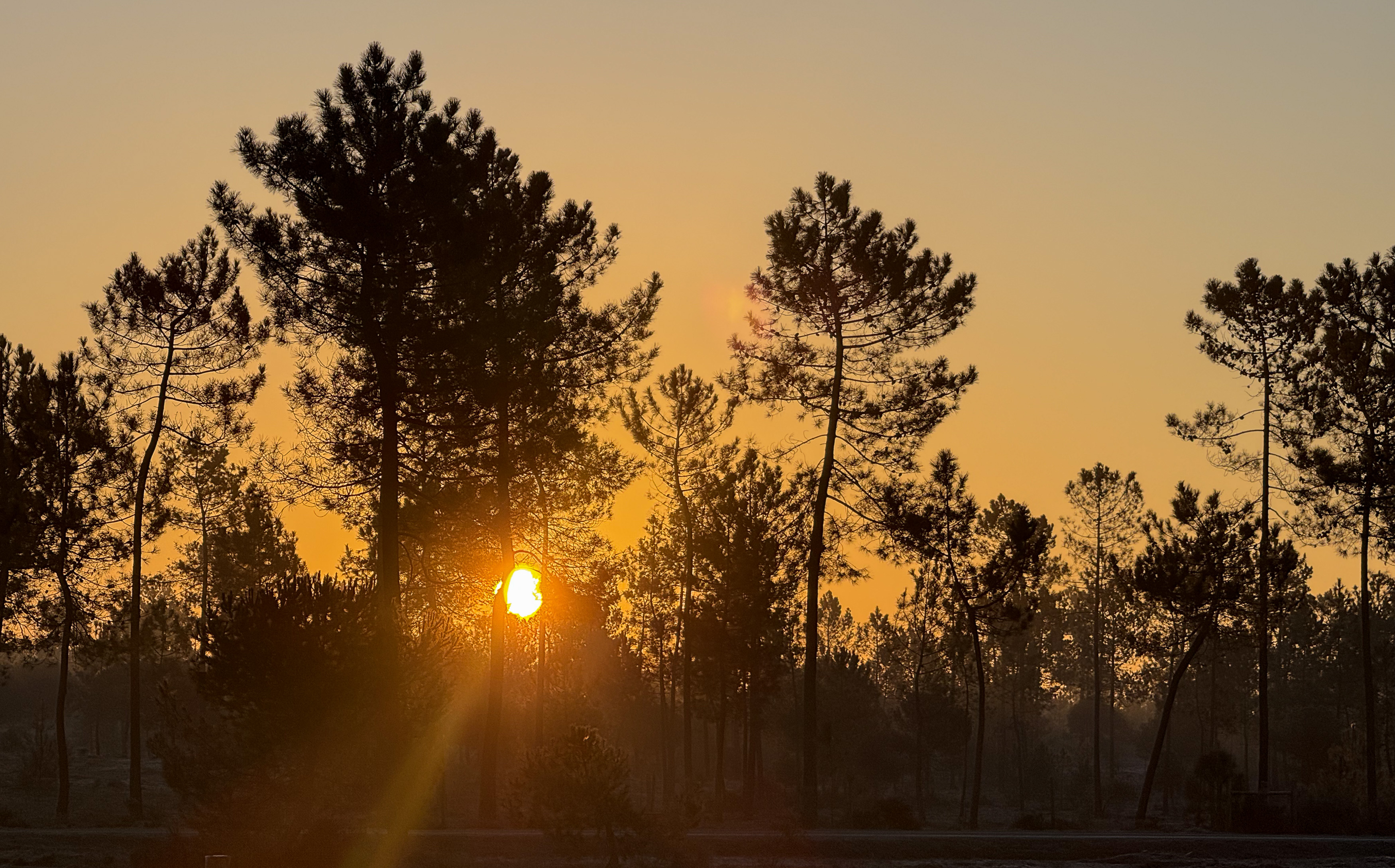 Brume matinale sur le sol sablonneux.