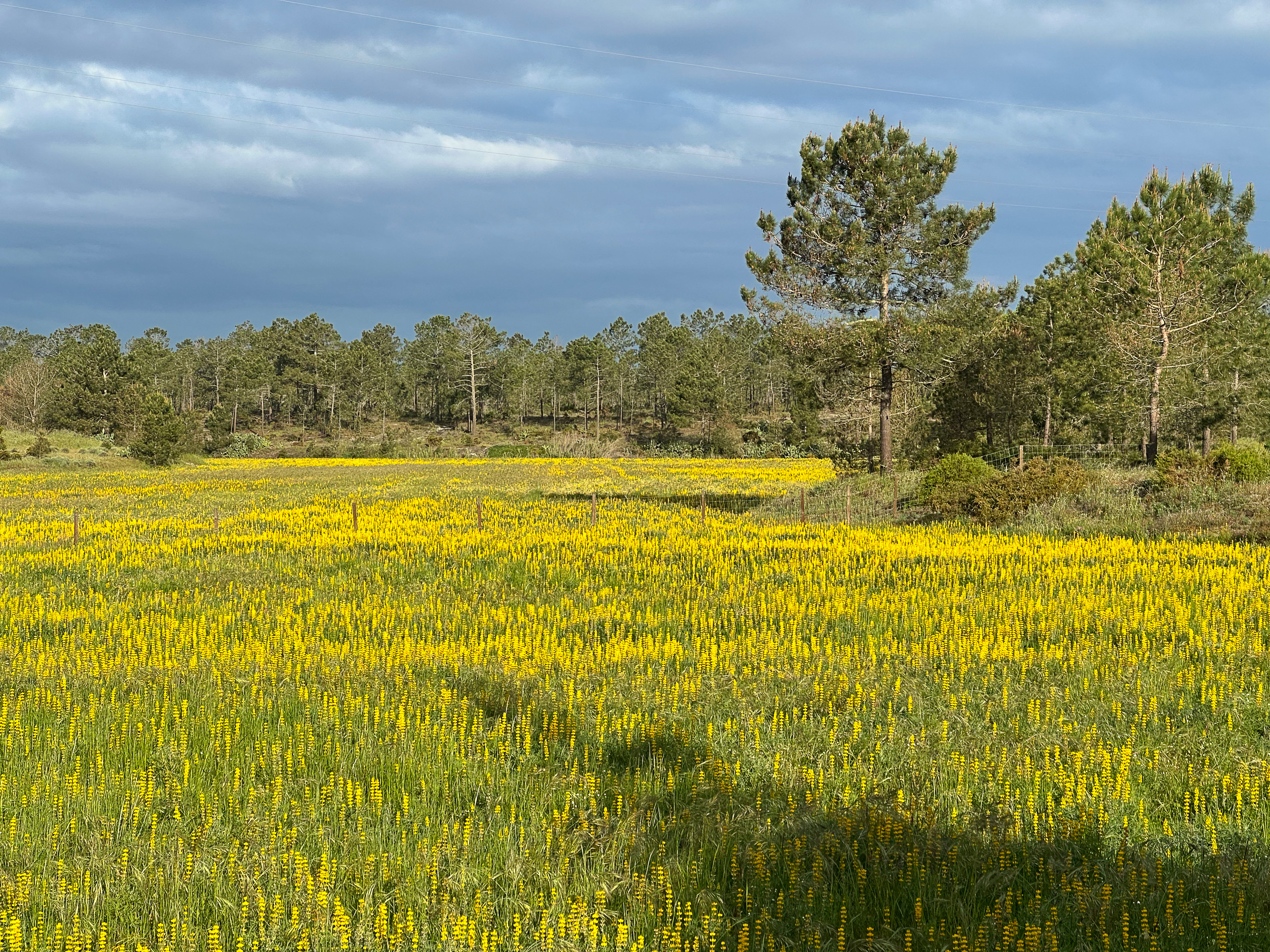 Champ de lupins sauvages jaunes.