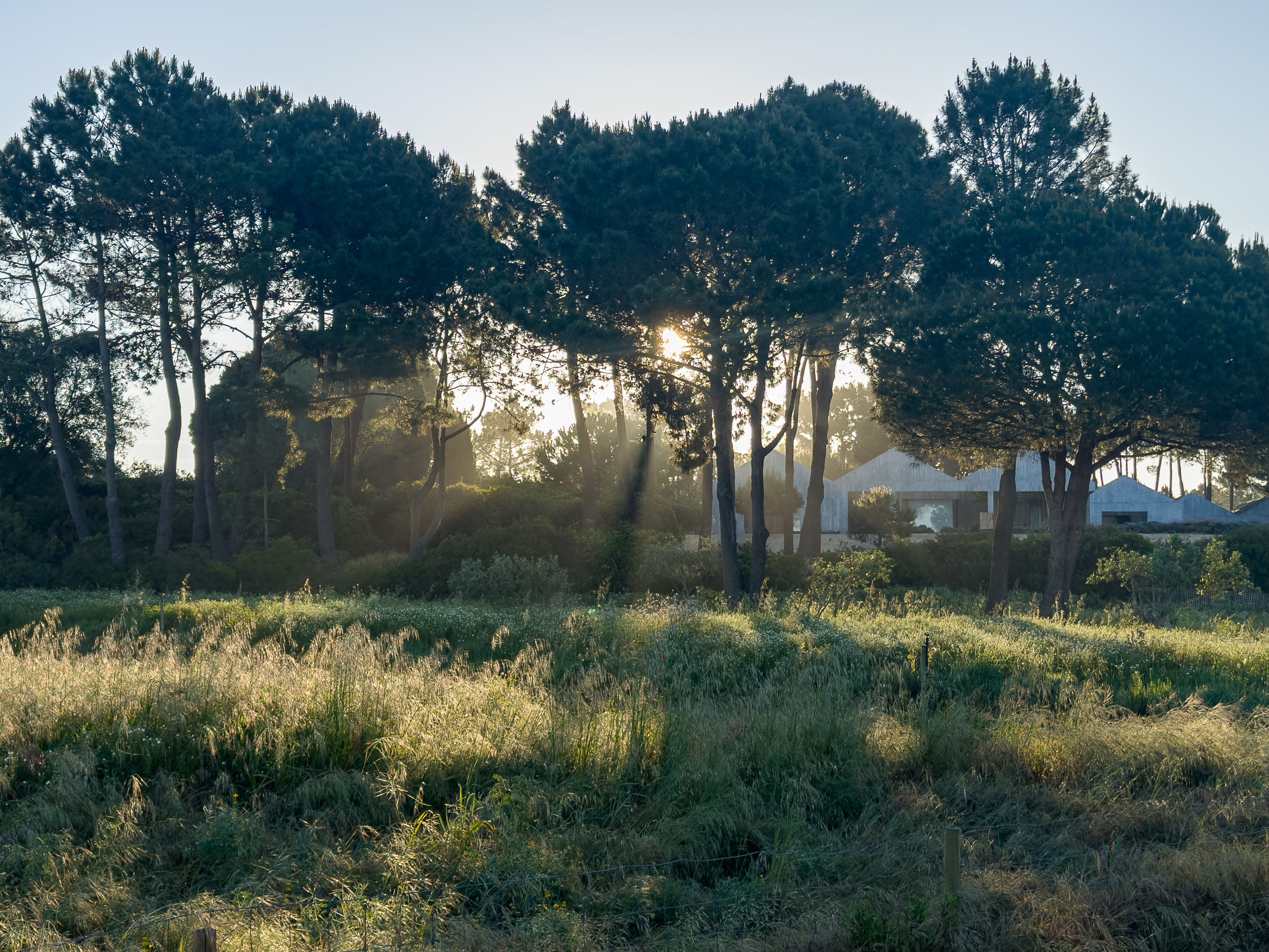 Ombres longues matinales.
