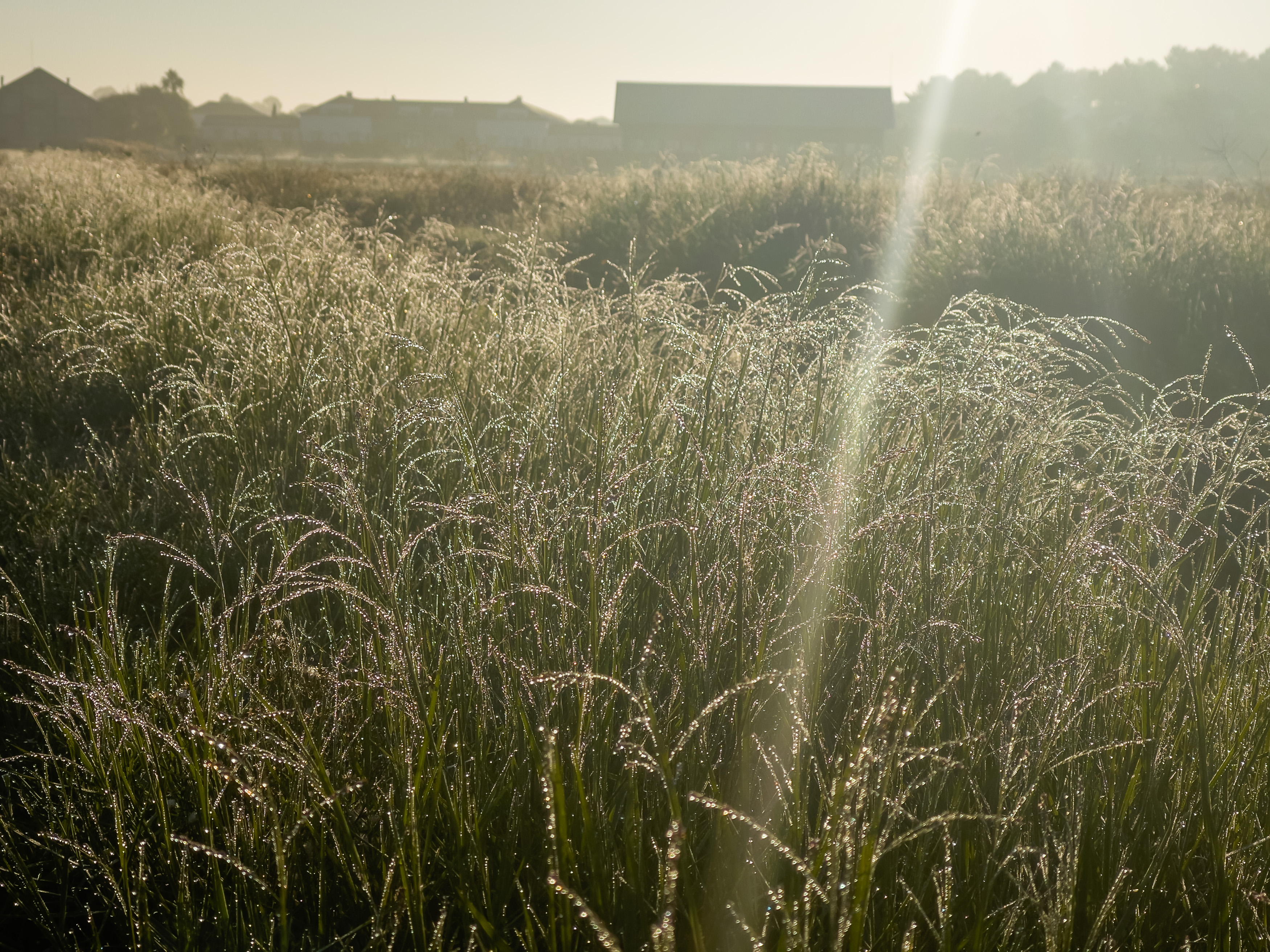 Dichter Morgennebel liegt über den weiten, ruhigen Reisfeldern.
