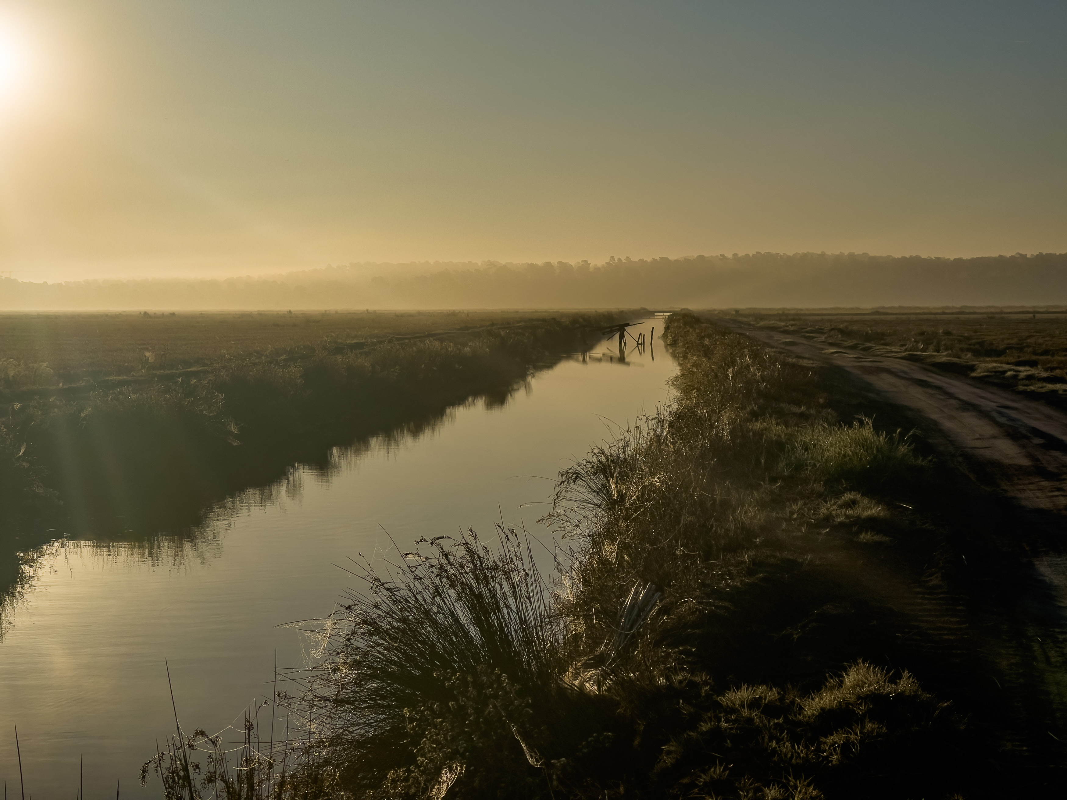 Ein ruhiger Moment auf den Feldern, umhüllt von Morgennebel.