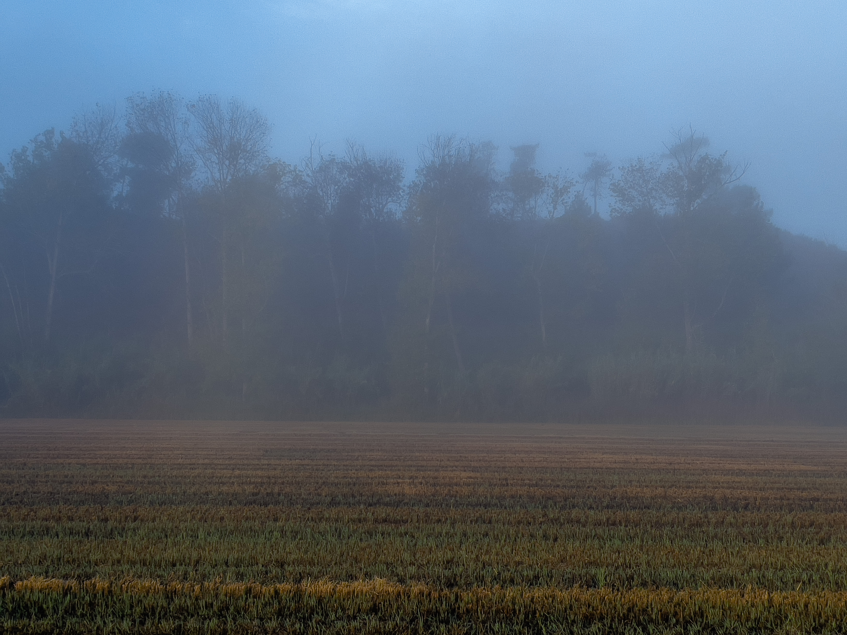 Dichter Morgennebel liegt über den weiten Reisfeldern.
